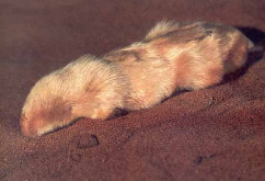 photo of burrowing animal with vestigial eyes