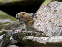 photo of mouse shouting