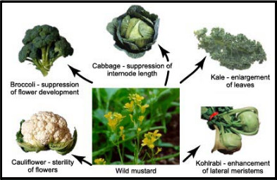 photos of cauliflower, broccoli, cabbage, kale, kohlrabi ... all bred from wild mustard