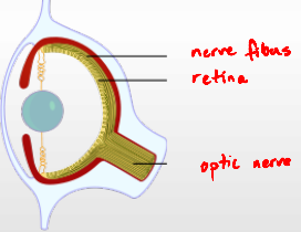 drawing of cross-section of mollusk eyeball