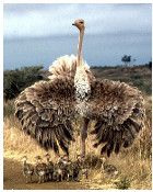 photo of ostrich with vestigial wings