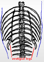 drawing of snake skeleton with vestigial legs