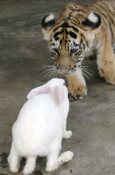 photo of tiger cub approaching a rabbit