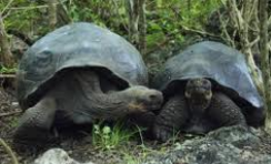 photo of turtles