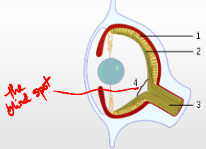 drawing of cross-section of vertebrate eyeball