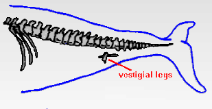 drawing of whale skeleton with vestigial legs