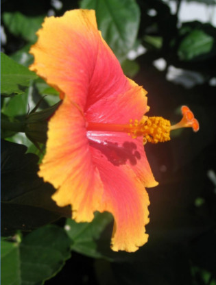 closeup photograph of beautiful flower