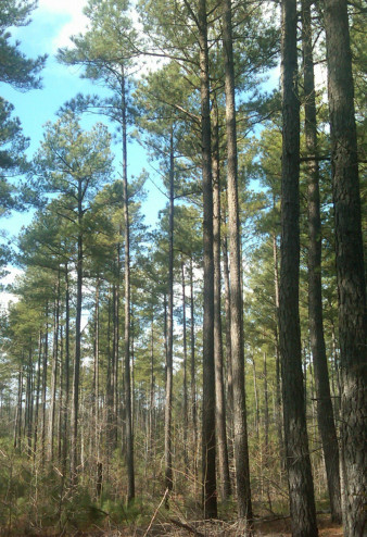photo of trees in forest