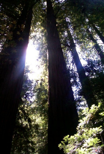 photo of redwood trees in forest