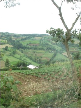 the fertile highlands of the Bomet District, Kenya
