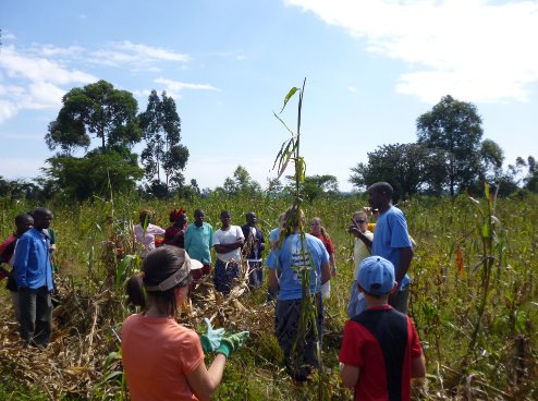 working in the field