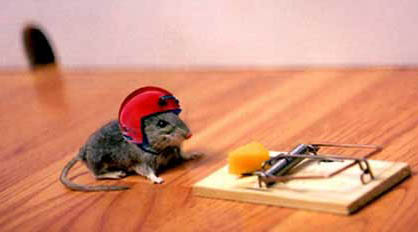 photo of mouse wearing helmet as protection from mouse trap with cheese