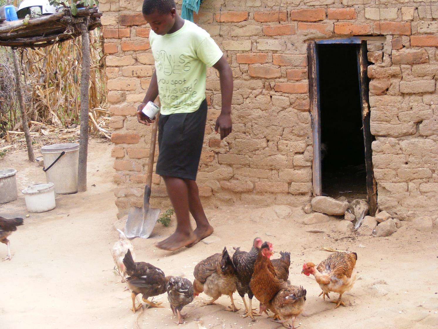 photo of chickens