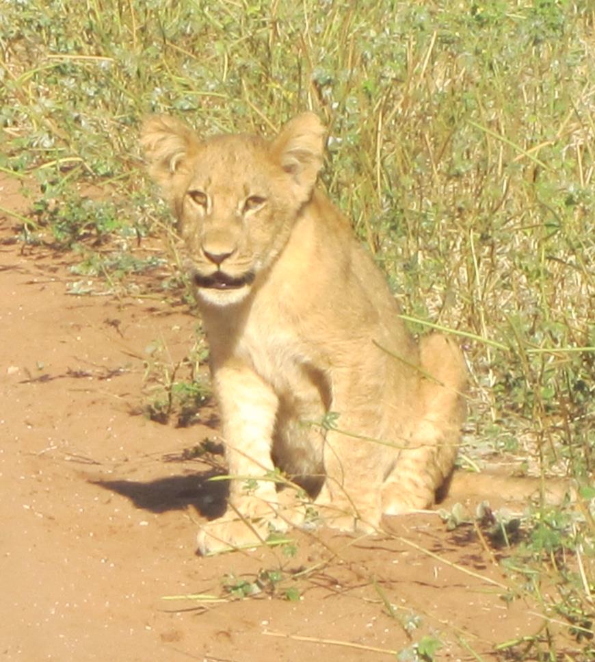 photo of a lion cub