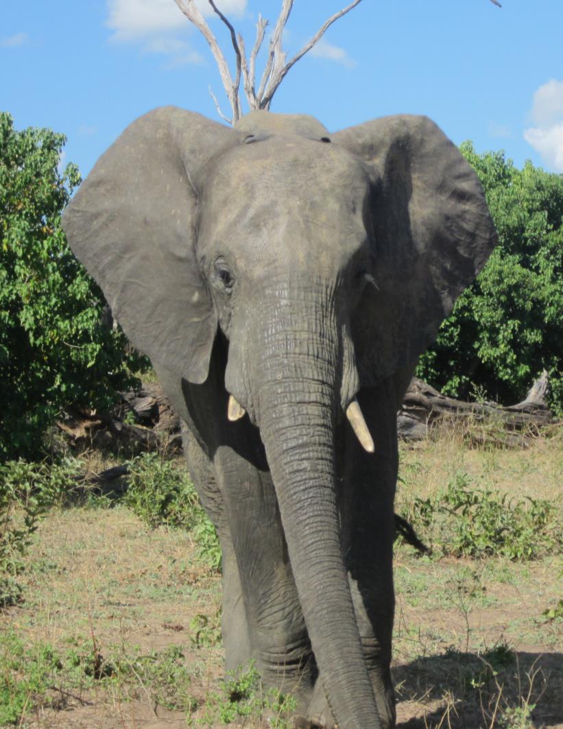 photo of a elephant