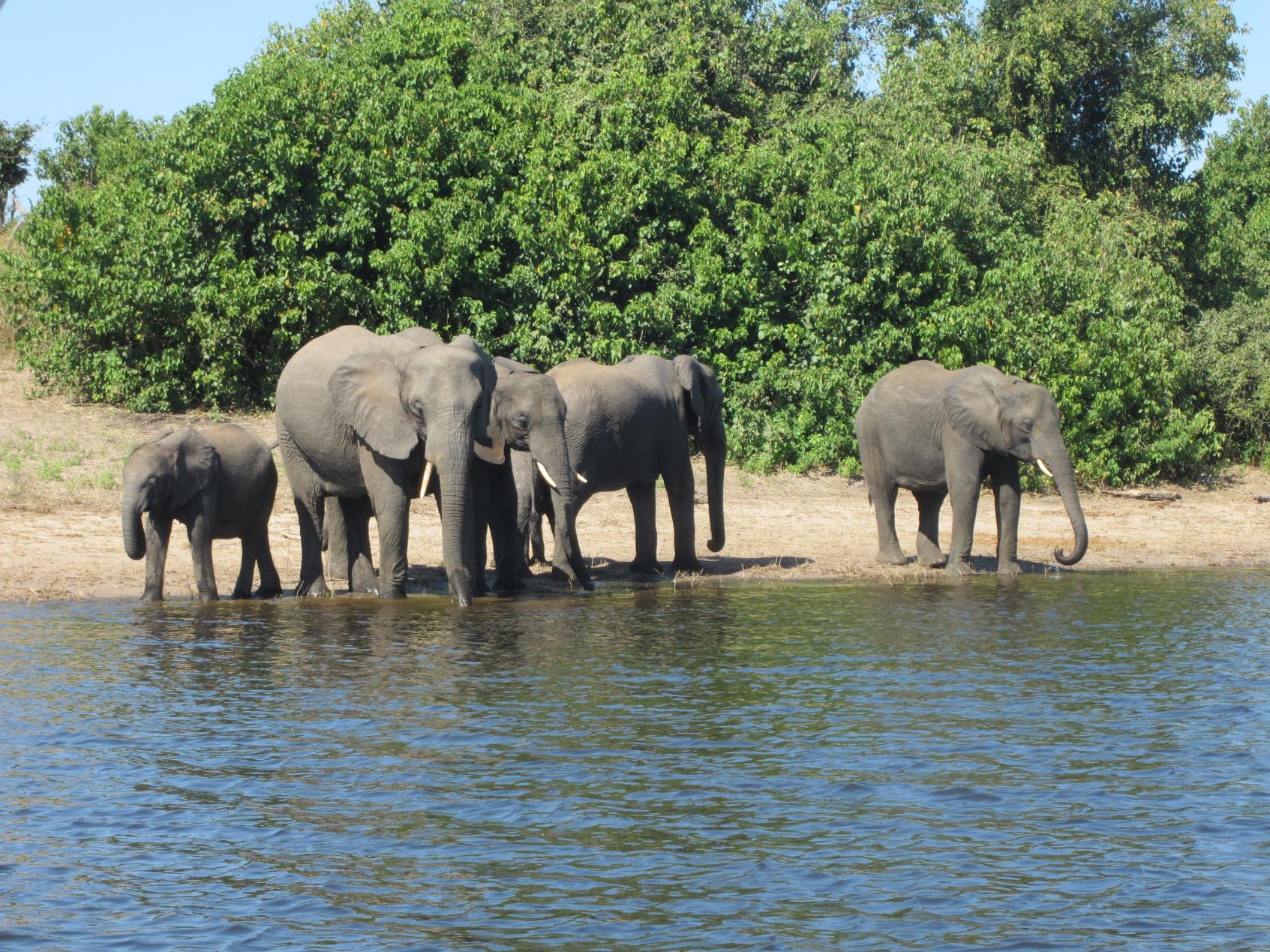 photo of elephants