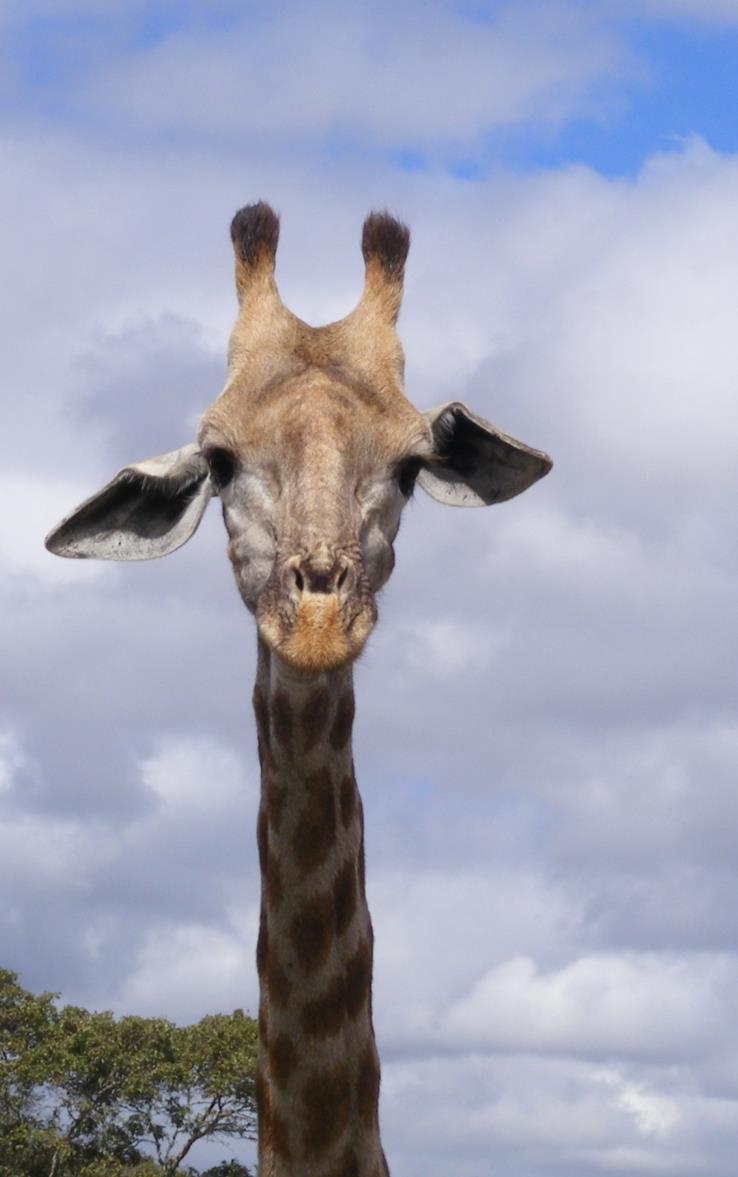photo of a giraffe