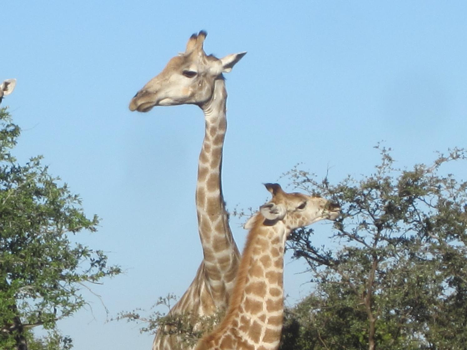 photo of giraffes