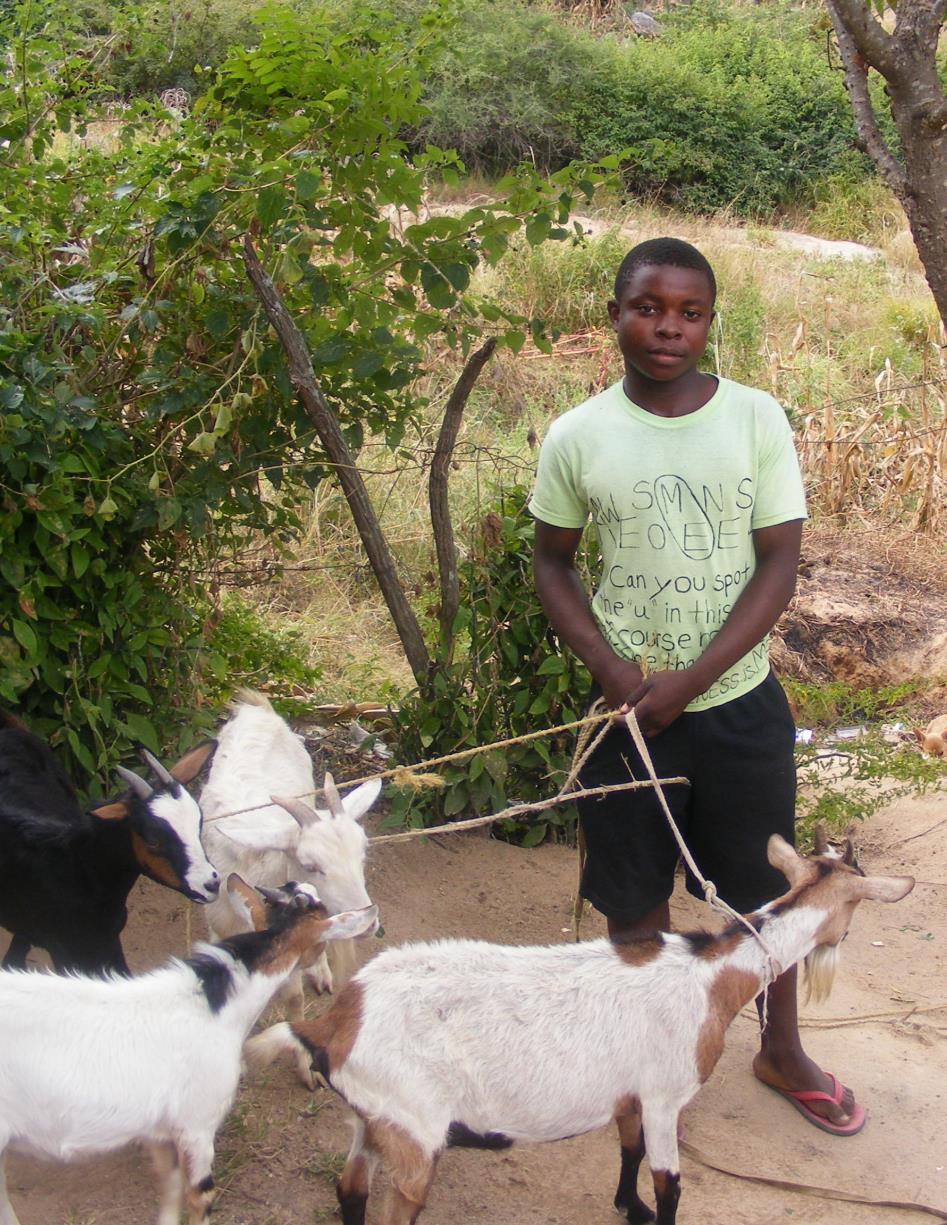 photo of leashed goats