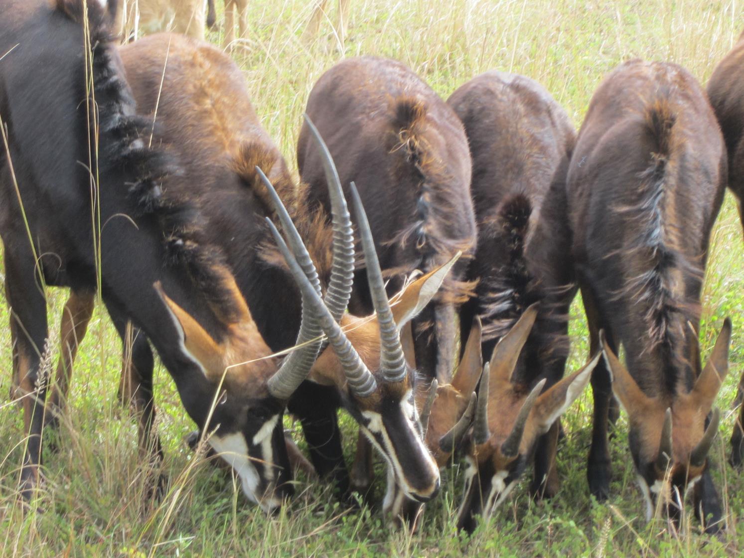photo of a _ grazing