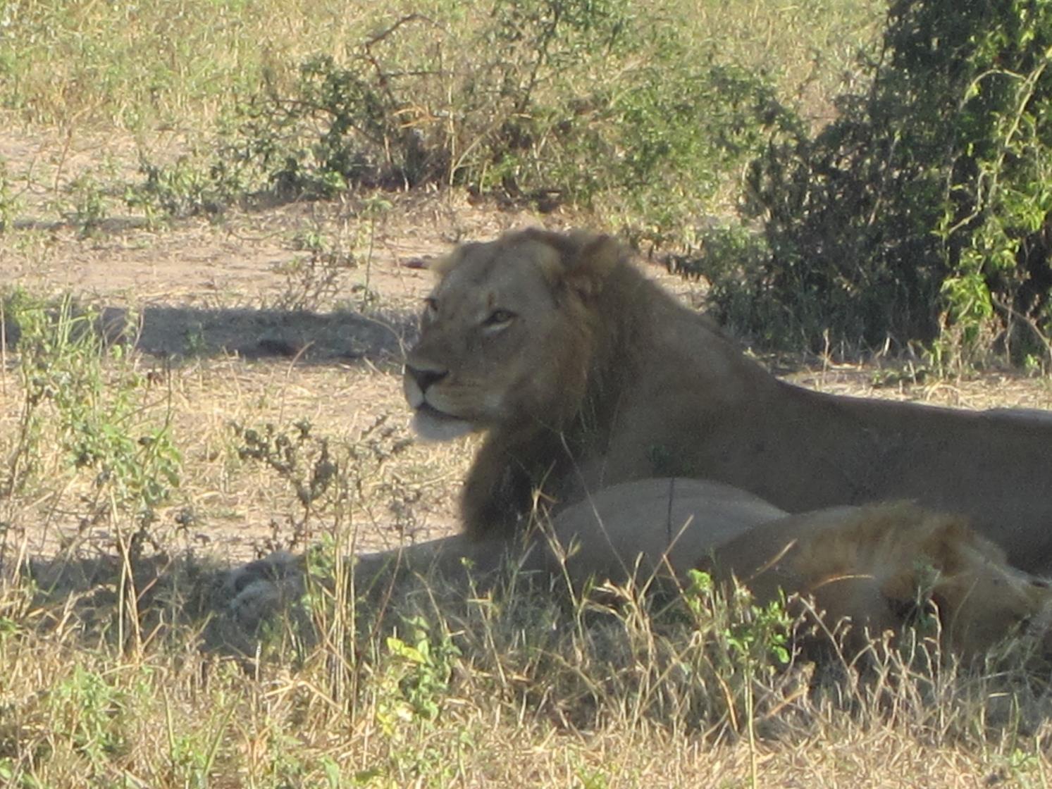 photo of lions