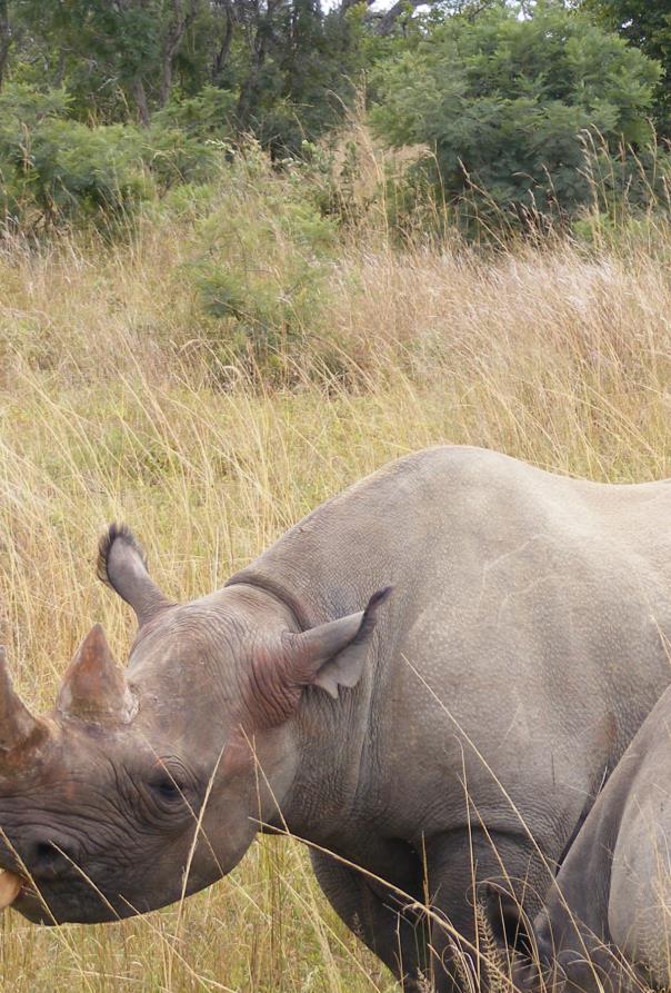 photo of a rhino