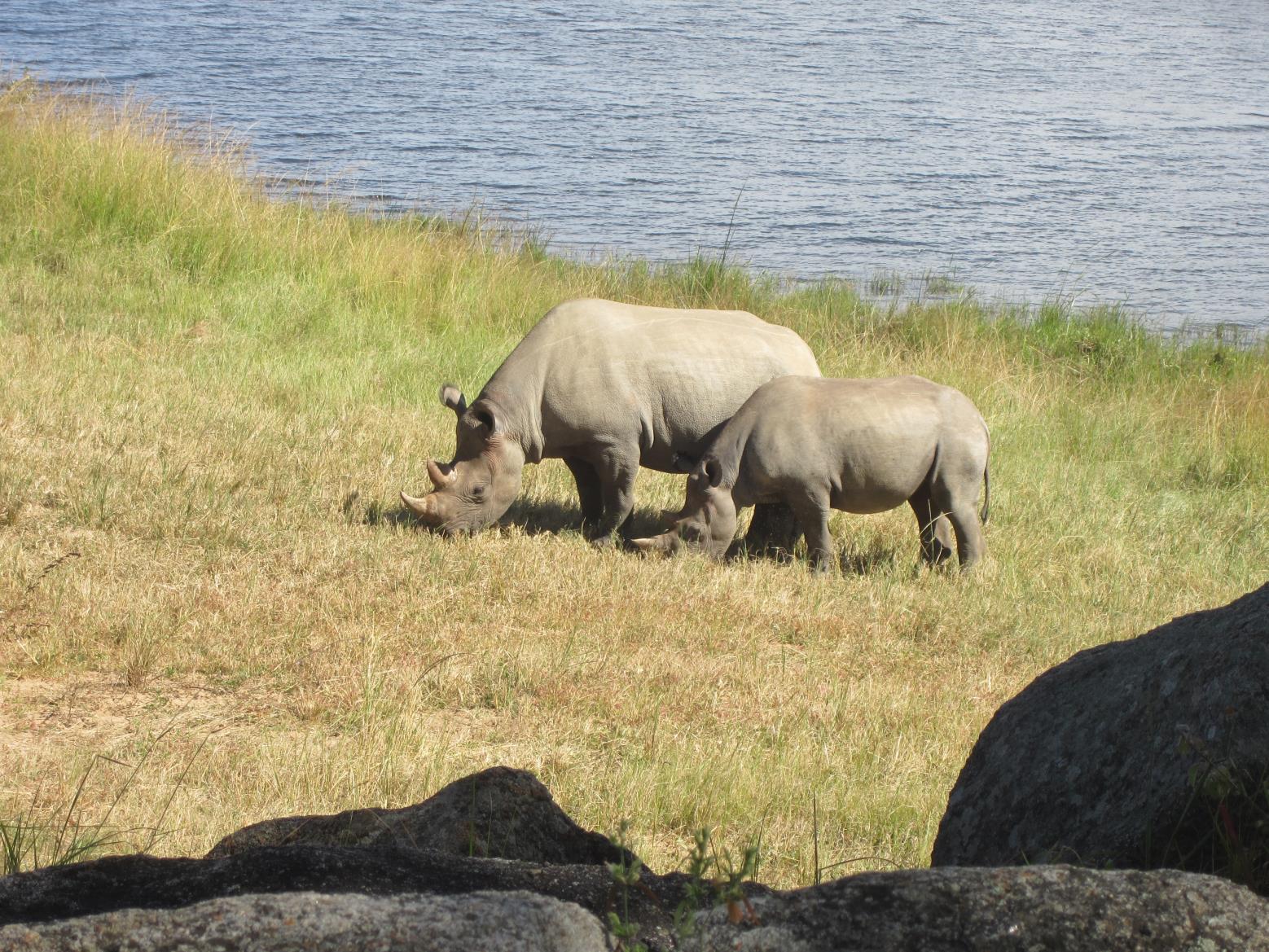 photo of rhinos
