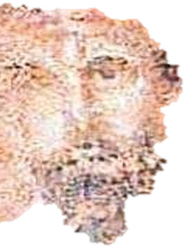 fuzzy image of a face