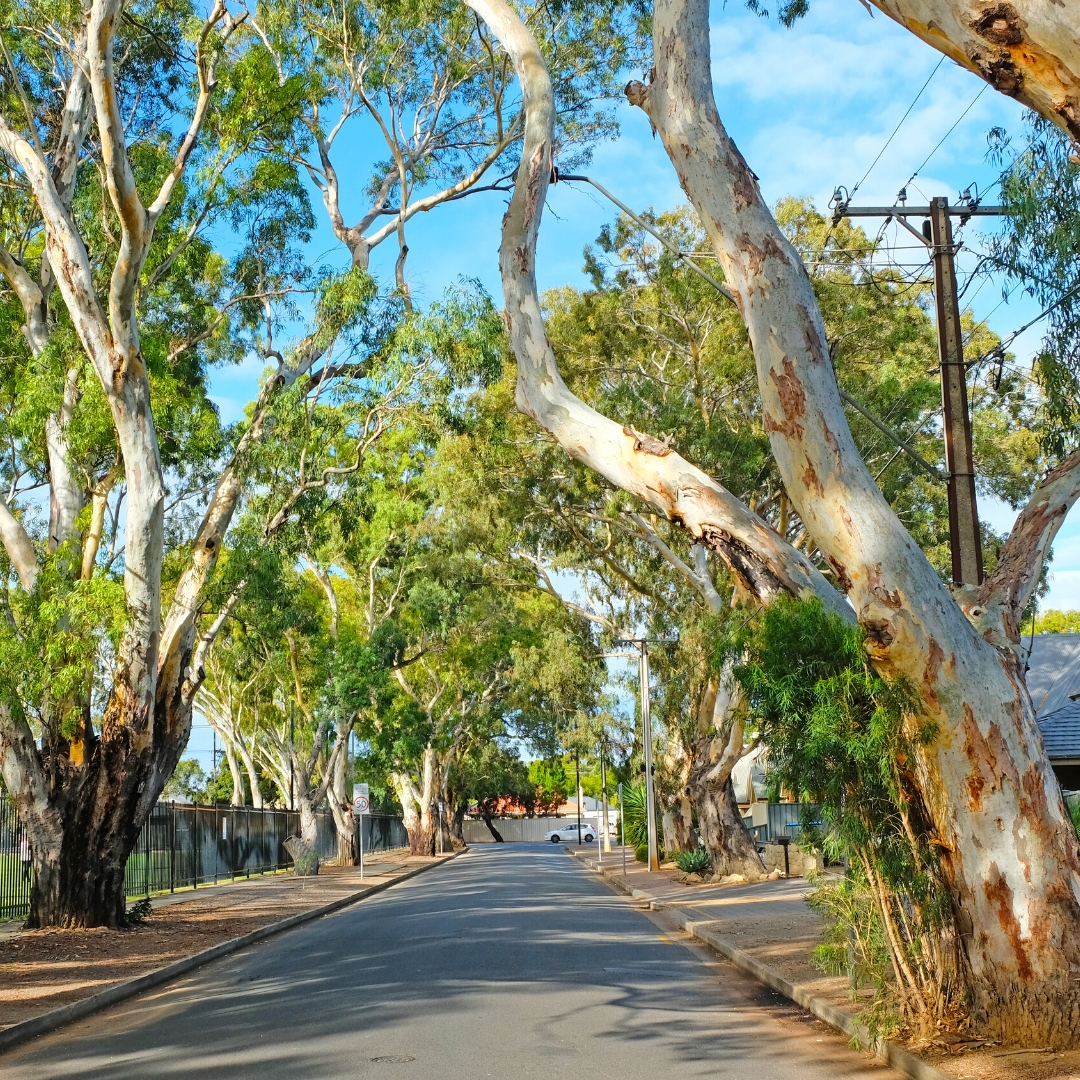 Major report launched on the future of Adelaide's trees Conservation Council SA