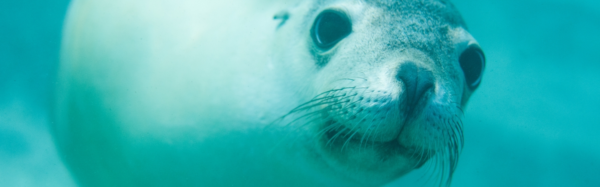 Save the Australian Sea Lion - Conservation Council SA