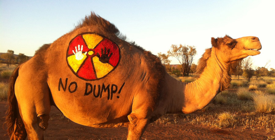 no-dumps-camel