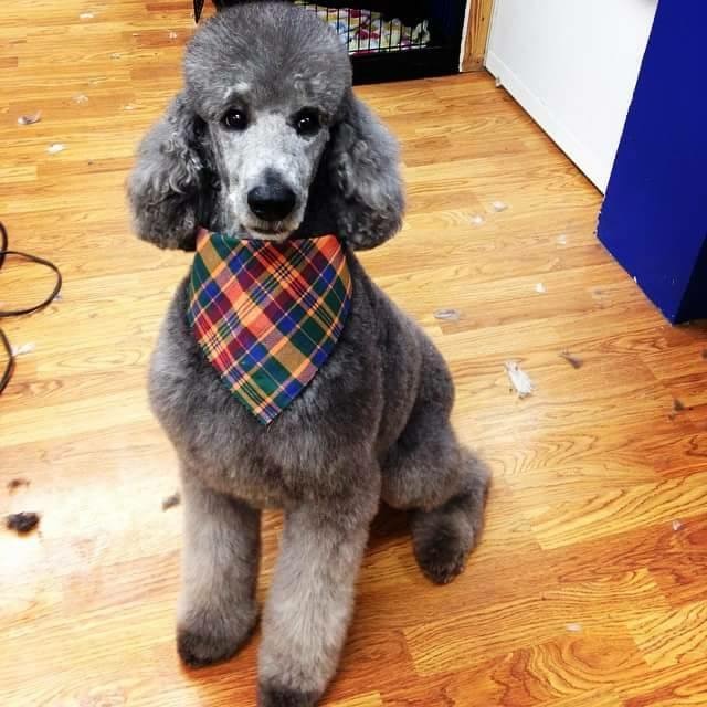 k9 cutters dog grooming