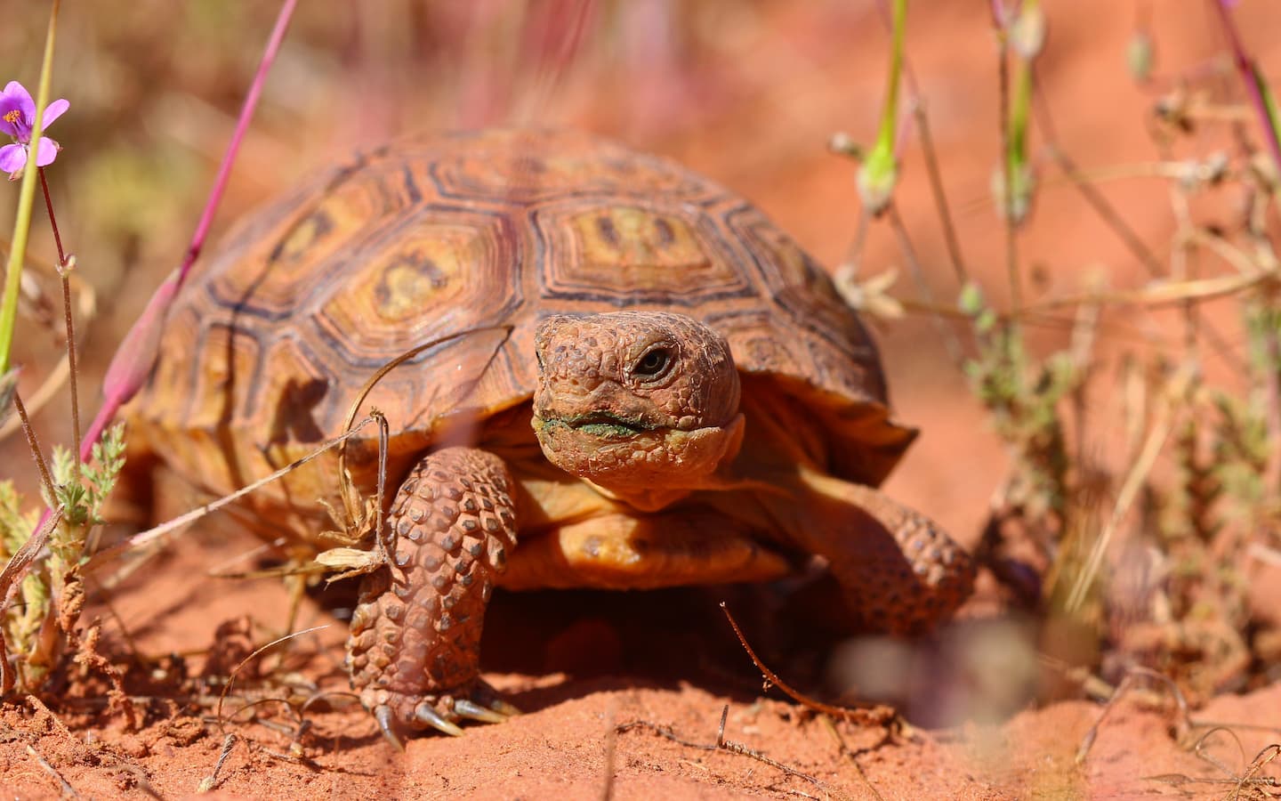 Red Cliffs is Too Valuable to Destroy