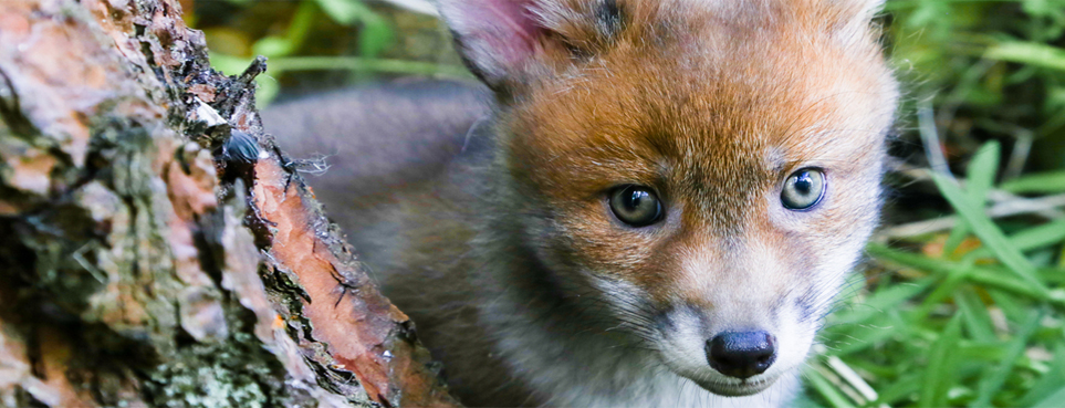 Vinny_the_fox.jpeg