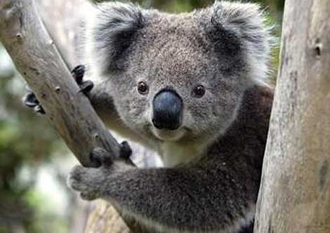 Great Koala National Park - Dawn Walker MP