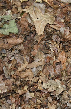 Leaf litter