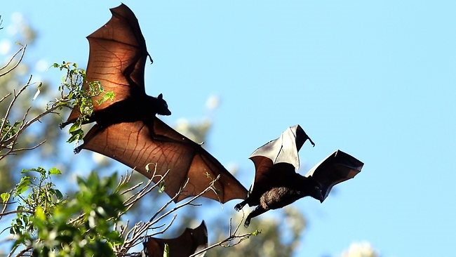 bats.jpg