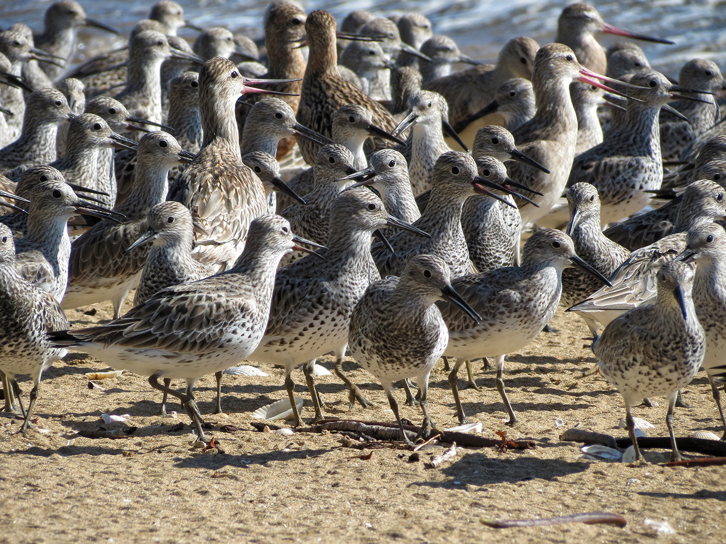 Great Knot