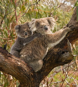 Koala_and_joey_small.jpg