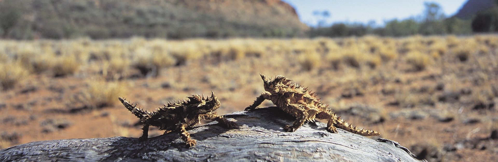 Repower NT Champions