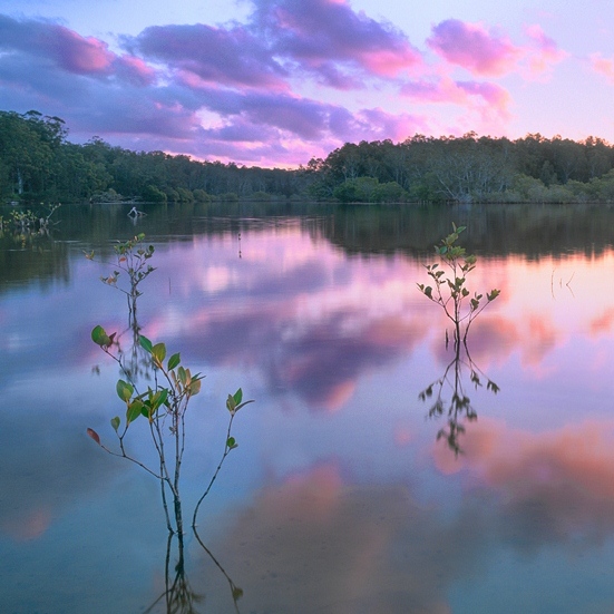 Bonville_Creek_Mangrove_Twilight_-_resized_square.jpg