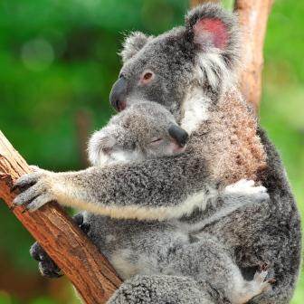 koalas_square.jpg
