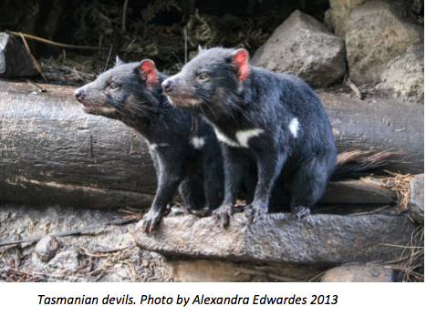 Tasmanian Devils