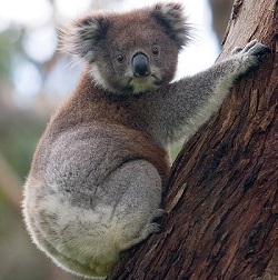 koala