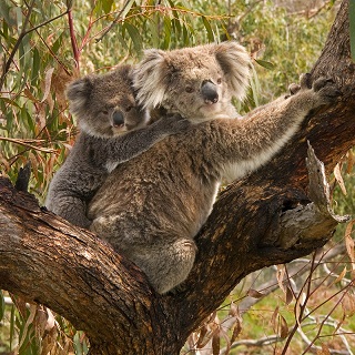 Koala_and_joey320.jpg
