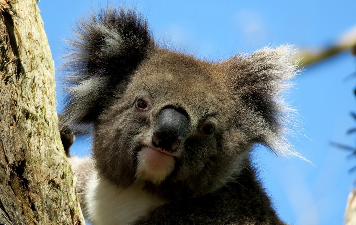 animal-australia-koala-460969_Pexel_free720.jpg