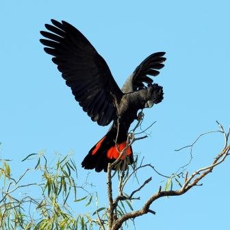 black_cockatoo_square.jpg