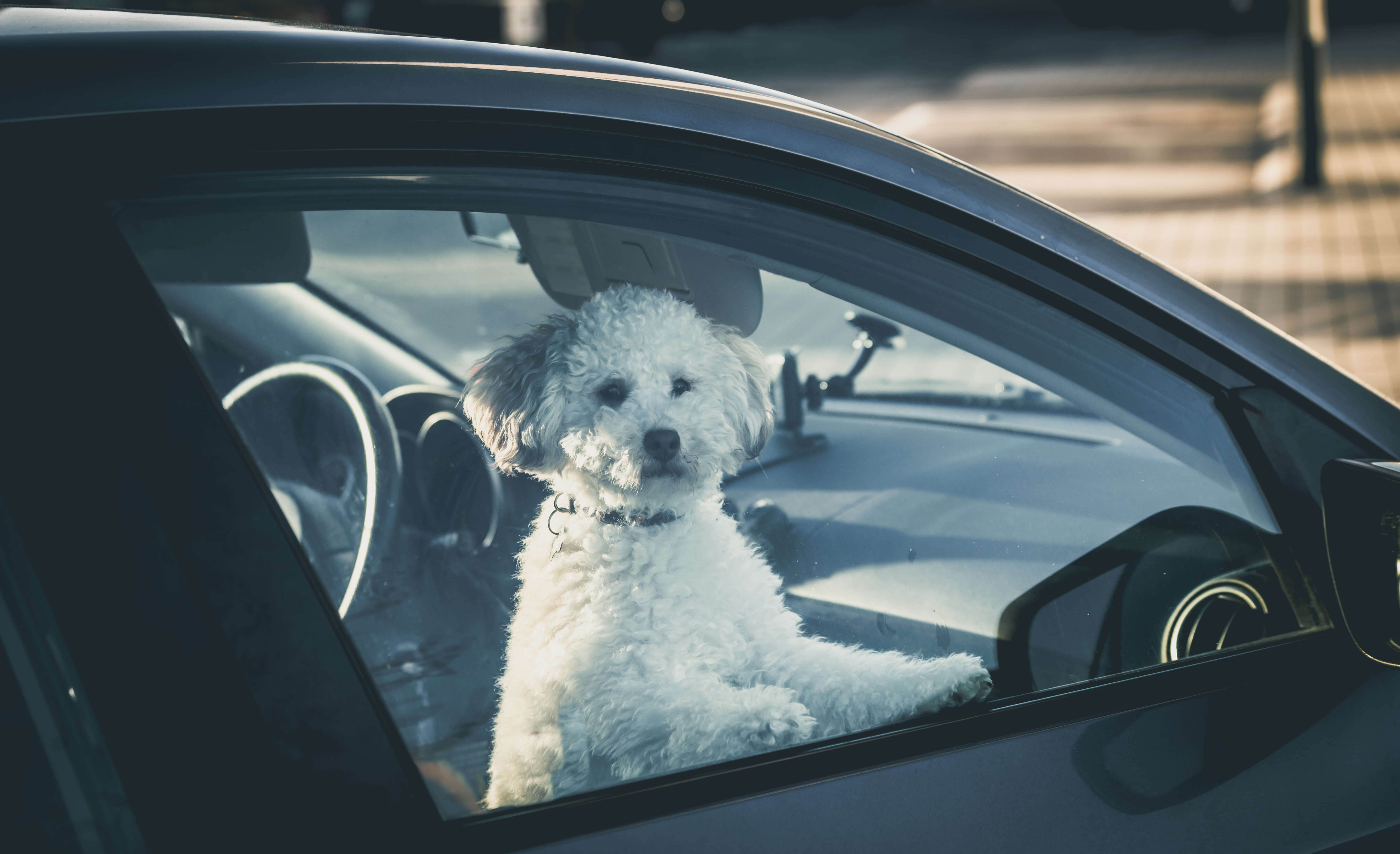 Petition Dogs in hot cars Emma Hurst MP