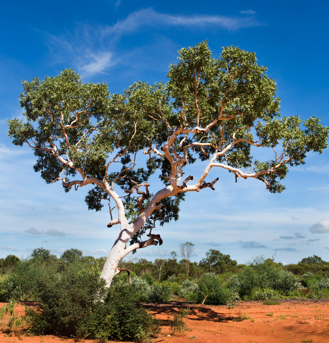 Cable Beach Ghost Gums Environs Kimberley
