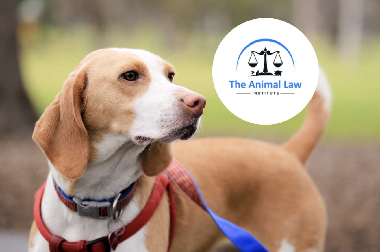 CLCs on the frontline: Animal Law Institute